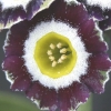 Primula Auricula Daftie Green - Abriachan Nurseries